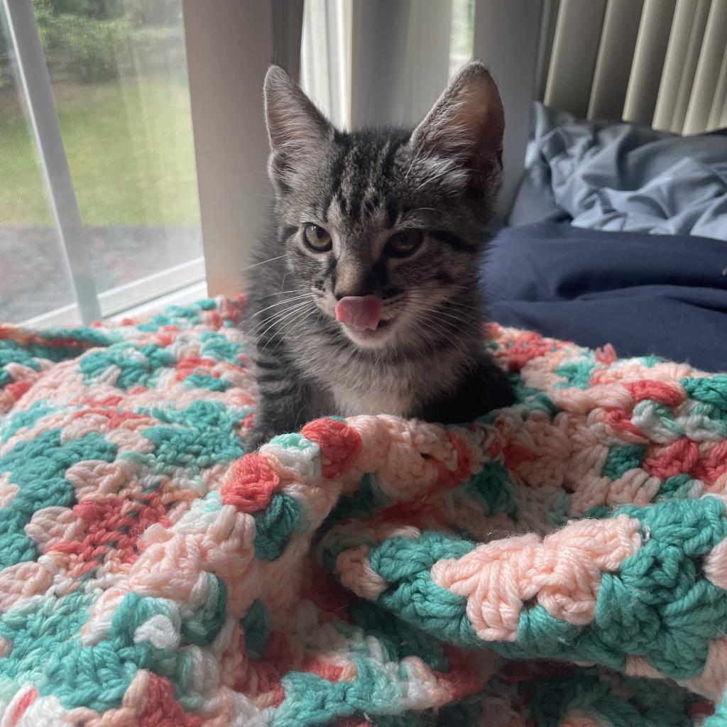 JayJay, a Adoptable mixed breed in Waldorf, MD image 6/6