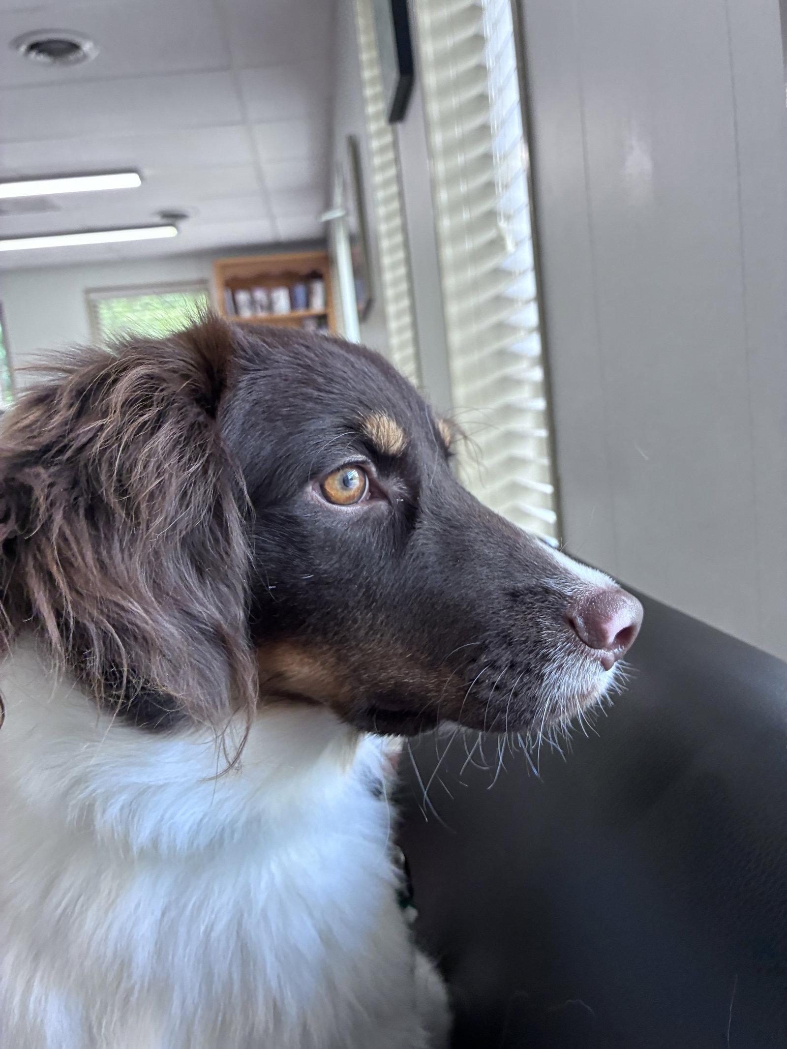 SC/Dobie, Adoptable, Young Male Brittany Spaniel.