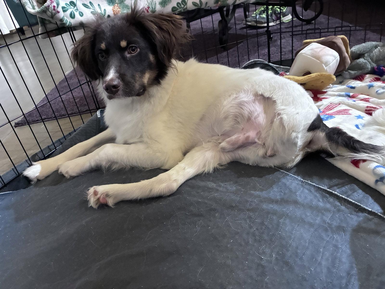 Enlarge SC/Dobie, a Adoptable Brittany Spaniel in Baldwinsville, NY image 2/3