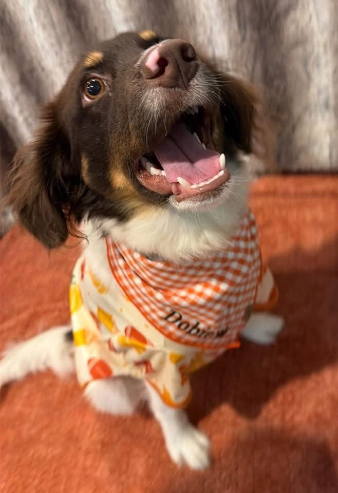 Enlarge SC/Dobie, a Adoptable Brittany Spaniel in Baldwinsville, NY image 3/3