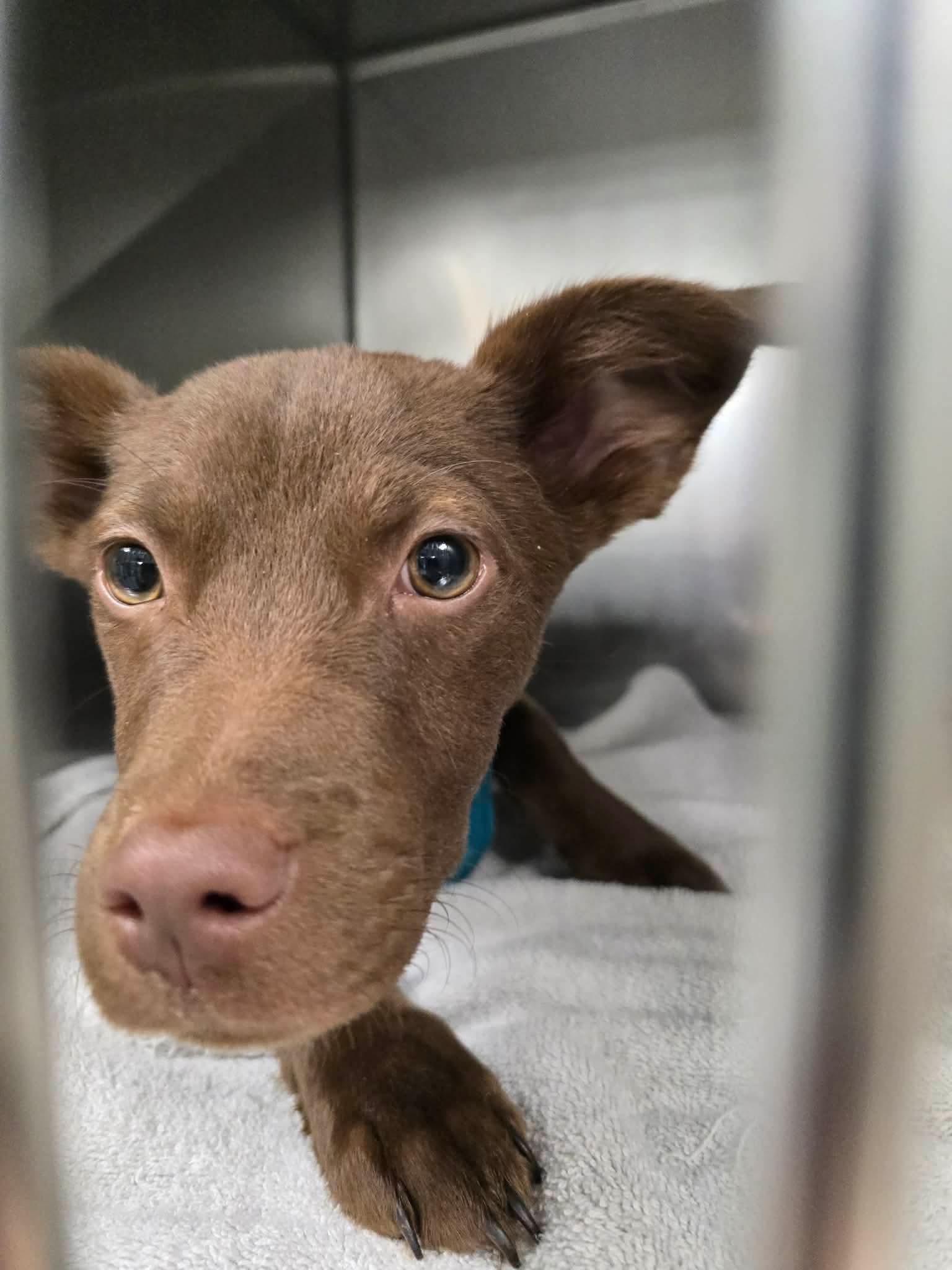Brownie, Adoptable, Young Male Labrador Retriever & Chihuahua.