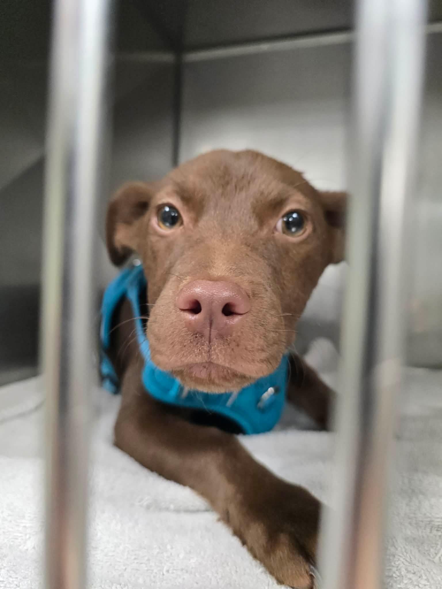 Enlarge Brownie, a Adoptable mixed breed in Locust Grove, GA image 2/3