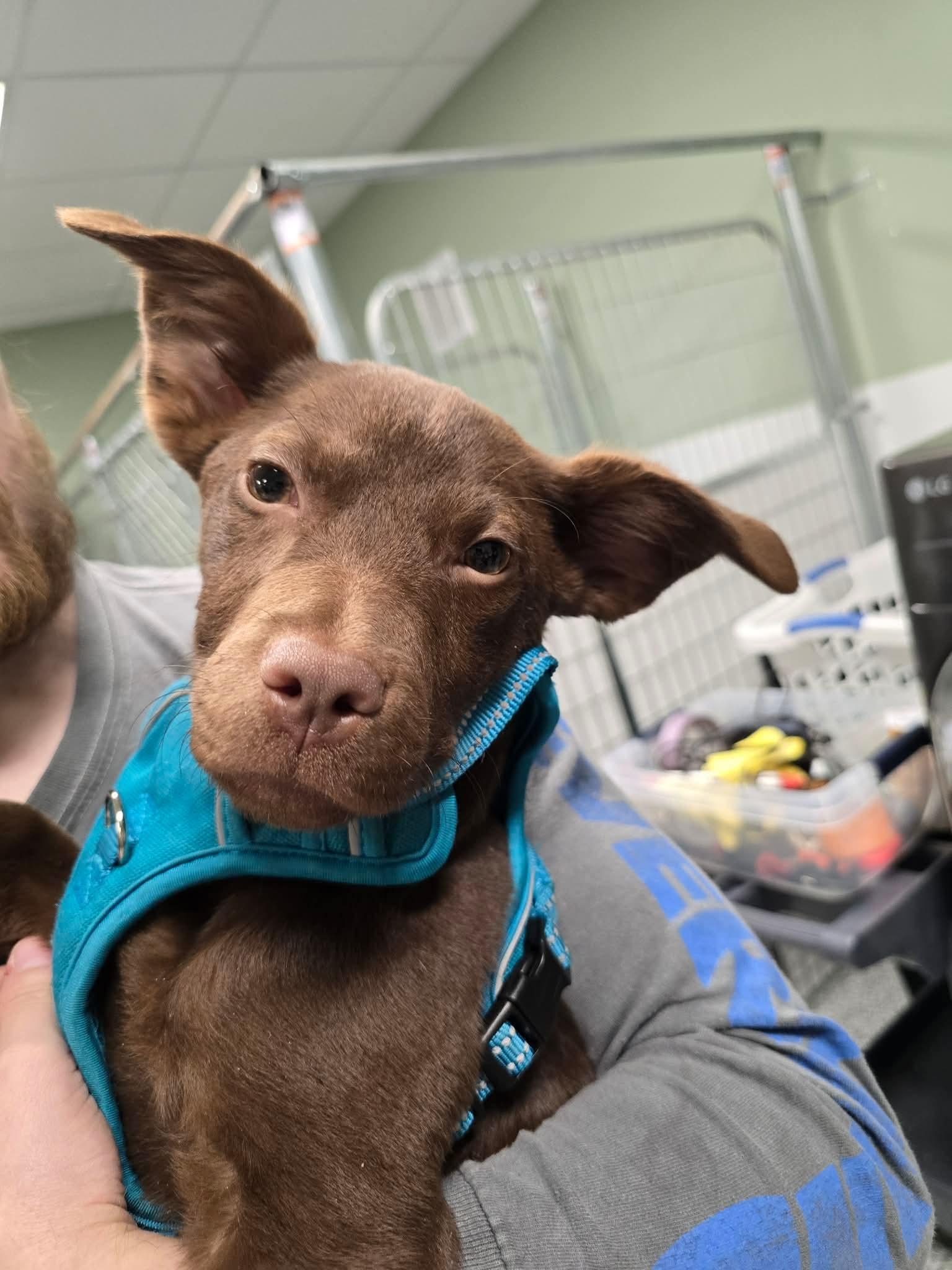Enlarge Brownie, a Adoptable mixed breed in Locust Grove, GA image 3/3