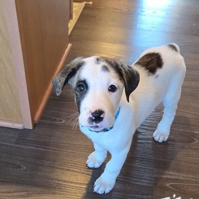Spot the Boxer/Pyrenees Puppy!, Adoptable, Puppy Female Boxer & Great Pyrenees.