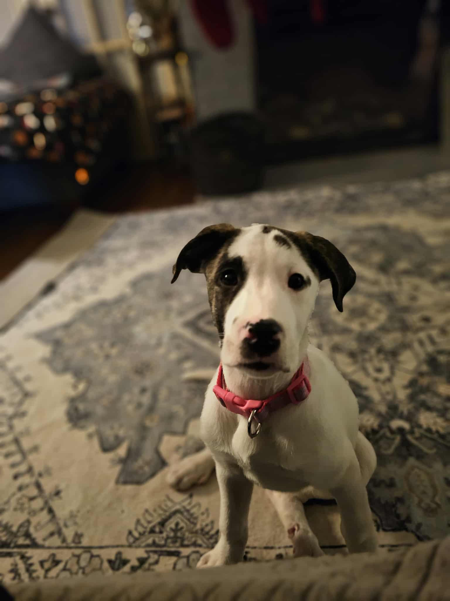 Enlarge Spot the Boxer/Pyrenees Puppy!, a Adoptable mixed breed in Muskego, WI image 2/6