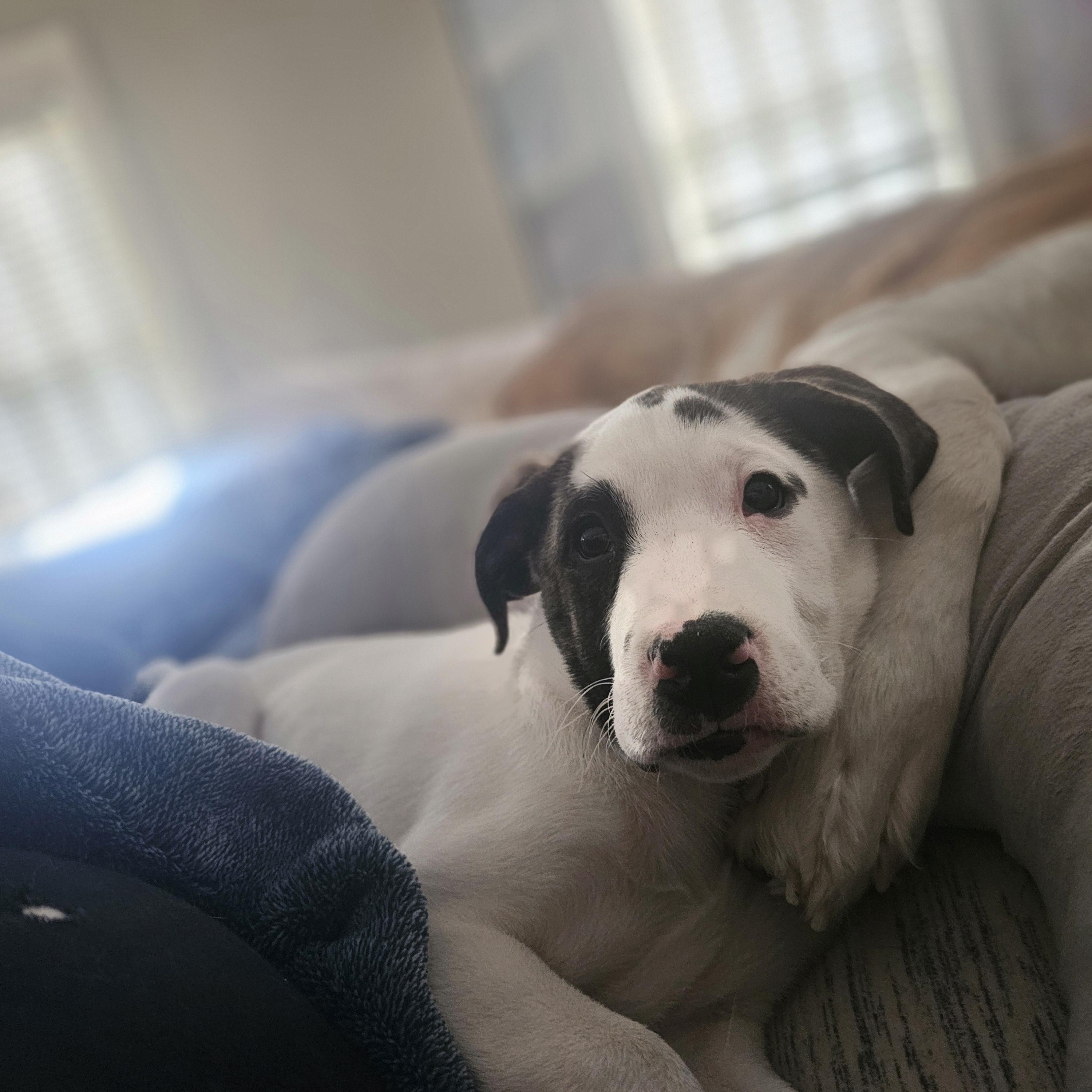 Enlarge Spot the Boxer/Pyrenees Puppy!, a Adoptable mixed breed in Muskego, WI image 3/6