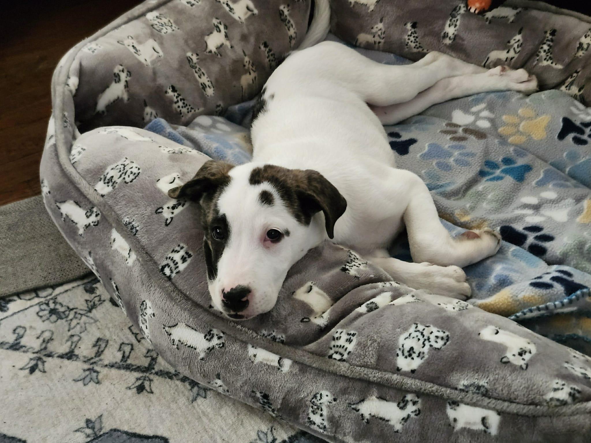 Enlarge Spot the Boxer/Pyrenees Puppy!, a Adoptable mixed breed in Muskego, WI image 4/6