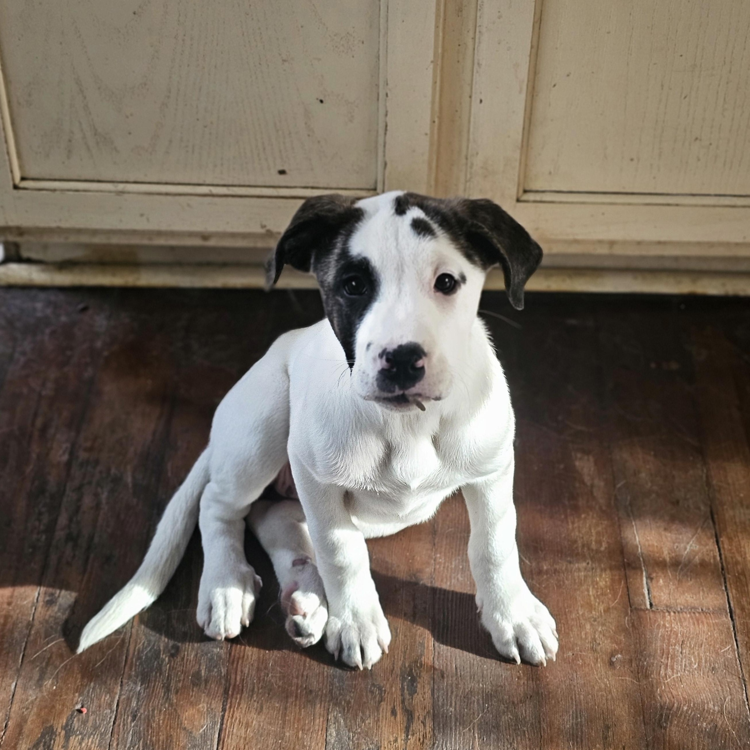 Enlarge Spot the Boxer/Pyrenees Puppy!, a Adoptable mixed breed in Muskego, WI image 6/6
