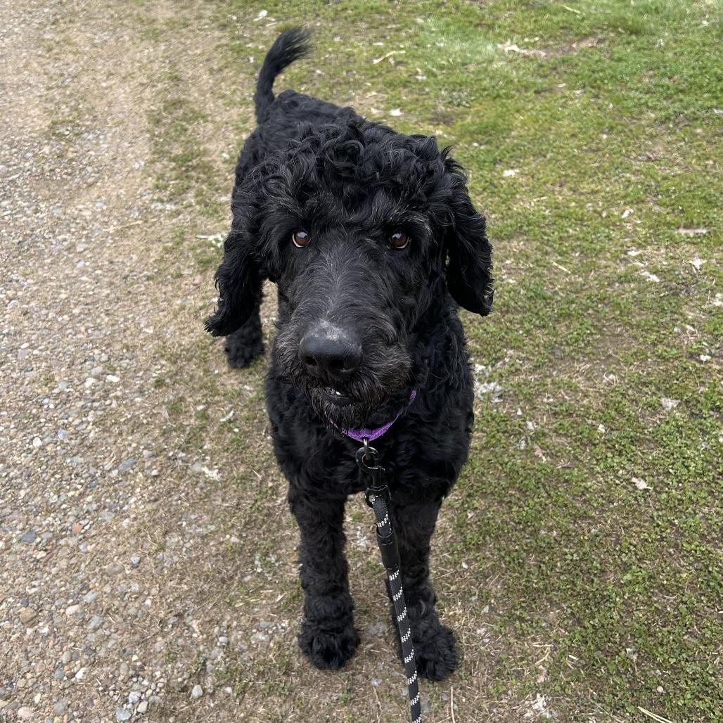 Shadow, Adoptable, Adult Male Standard Poodle.