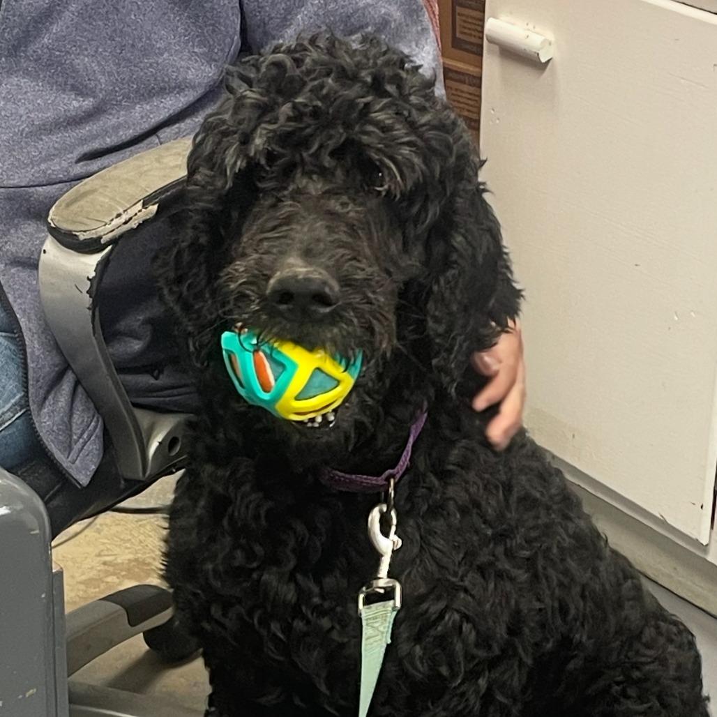 Shadow, a Adoptable Standard Poodle in Franklin, PA image 2/2