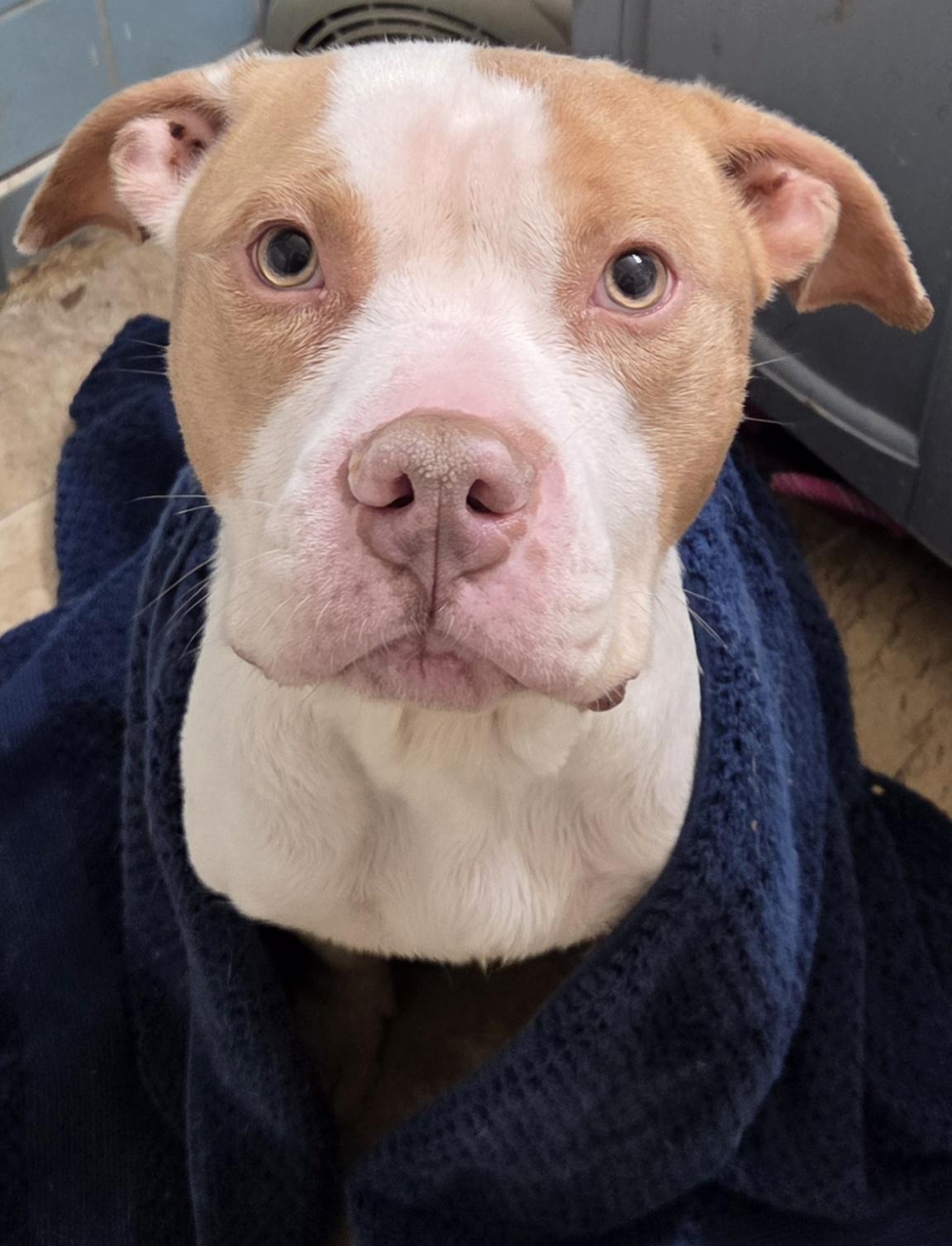 Enlarge Rigatoni , an adopted Pit Bull Terrier in Camden, OH image 1/1