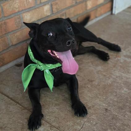 Shorty *FOSTER NEEDED TOO!, Adopted, Young Male Patterdale Terrier / Fell Terrier & Corgi.