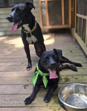 Shorty *FOSTER NEEDED TOO!, a Adopted mixed breed in Decatur, GA image 2/3