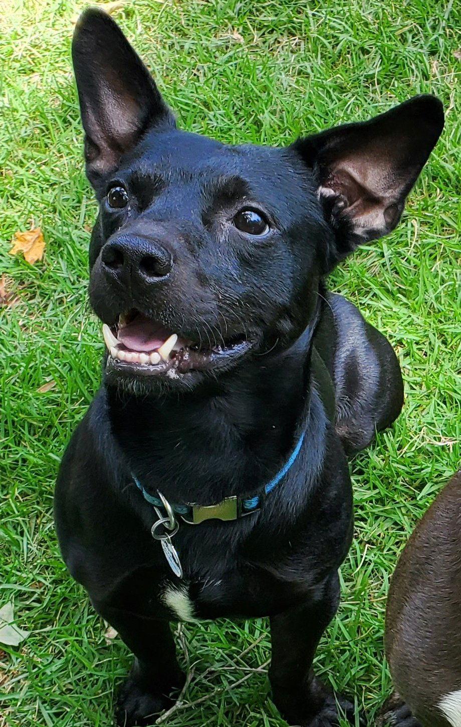 Shorty *FOSTER NEEDED TOO!, a Adopted mixed breed in Decatur, GA image 3/3