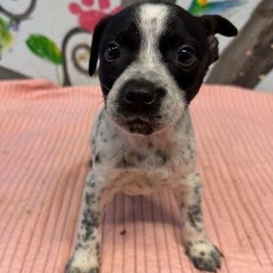 Enlarge Levi, a Adoptable Pit Bull Terrier in Novelty, OH image 1/3