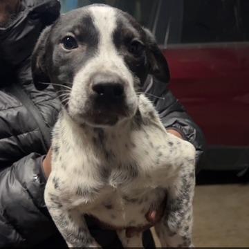 Enlarge Levi, a Adoptable Pit Bull Terrier in Novelty, OH image 2/3