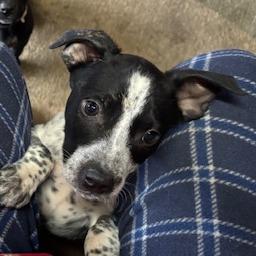 Enlarge Levi, a Adoptable Pit Bull Terrier in Novelty, OH image 3/3