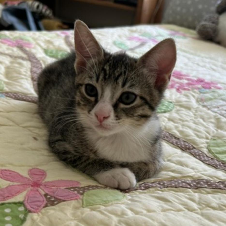 Amy, Adoptable, Kitten Female Domestic Short Hair.