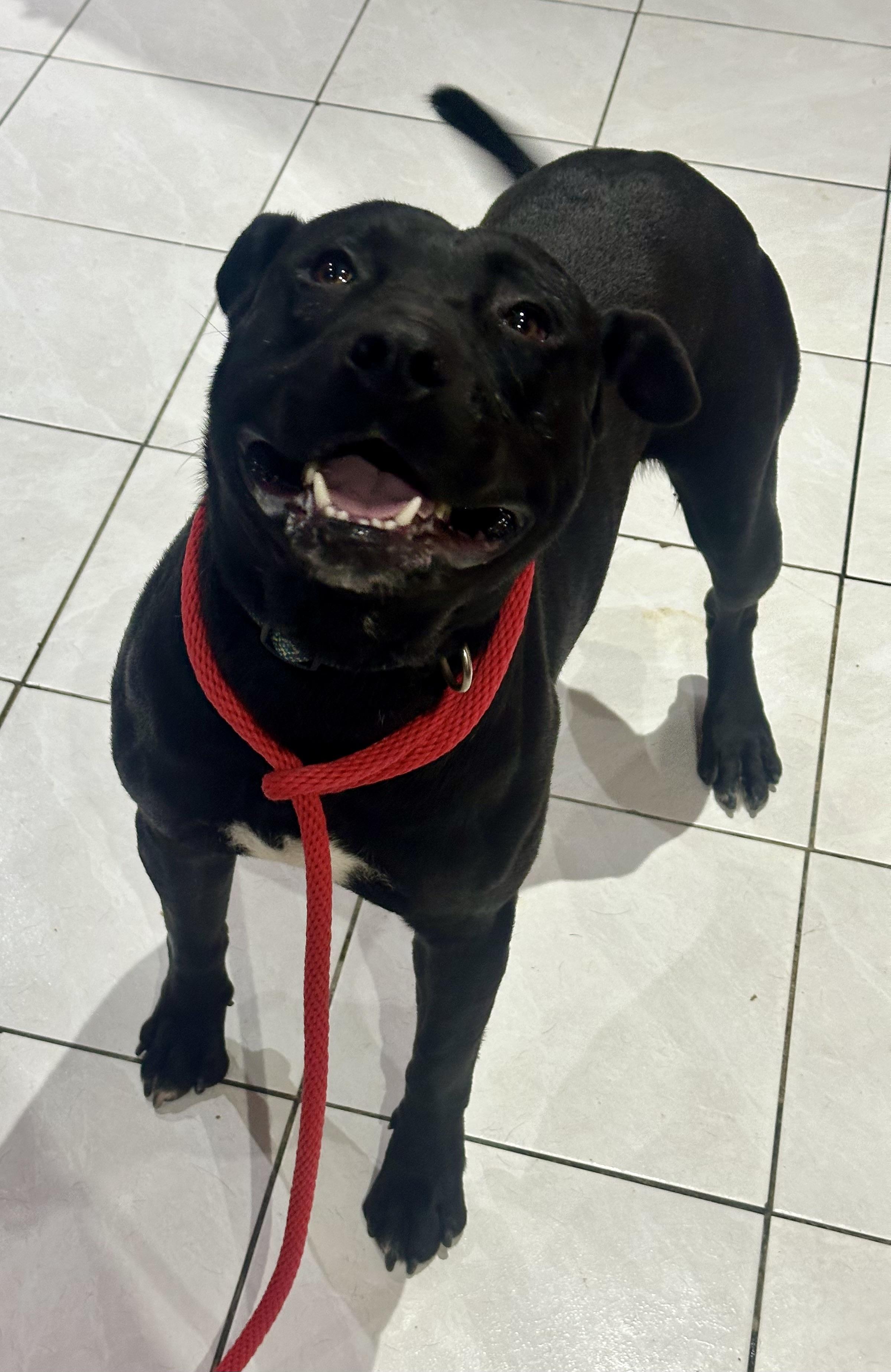 Enlarge Jax, a ADOPTABLE mixed breed in Saratoga Springs, NY image 2/6