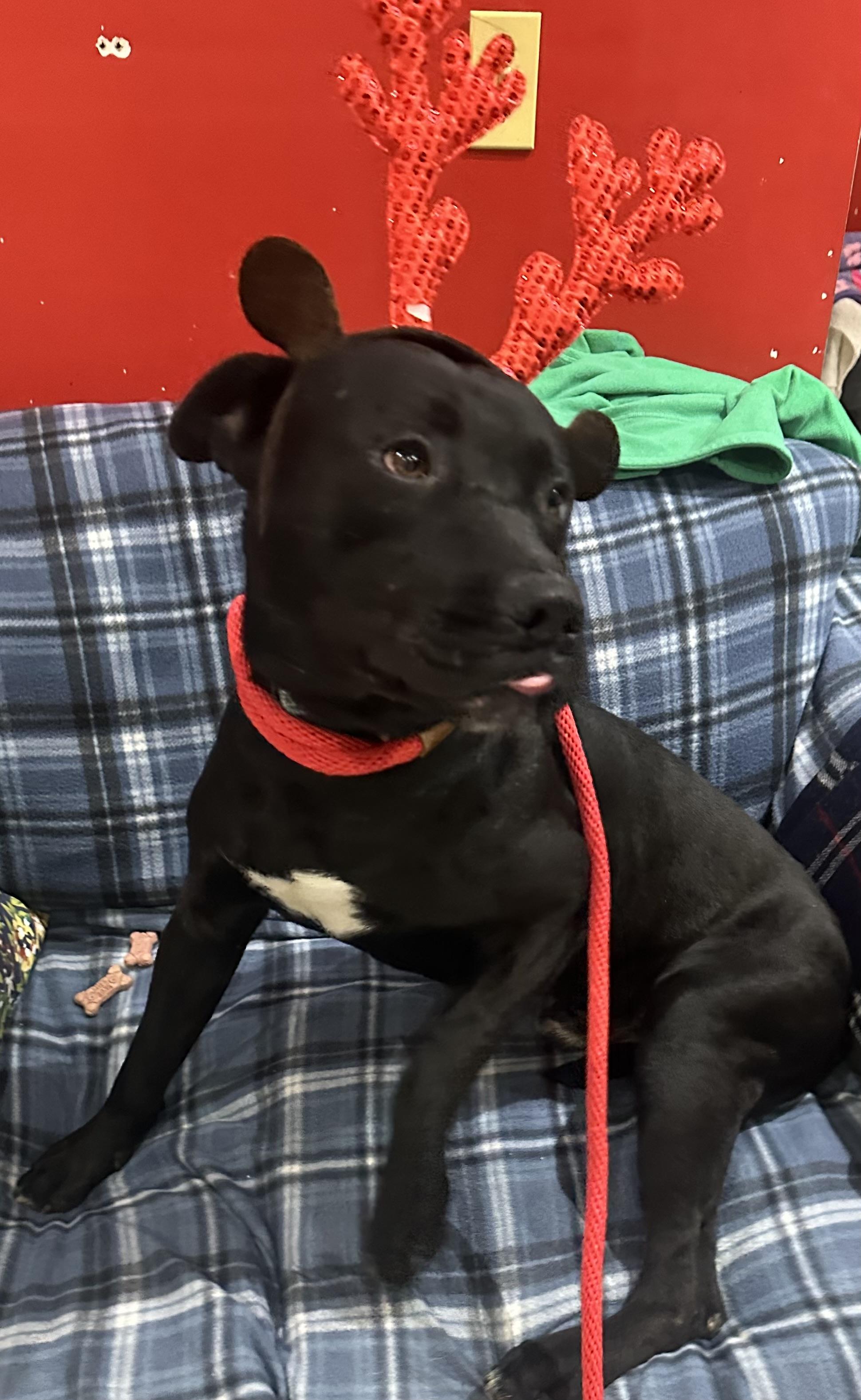 Enlarge Jax, a ADOPTABLE mixed breed in Saratoga Springs, NY image 1/6