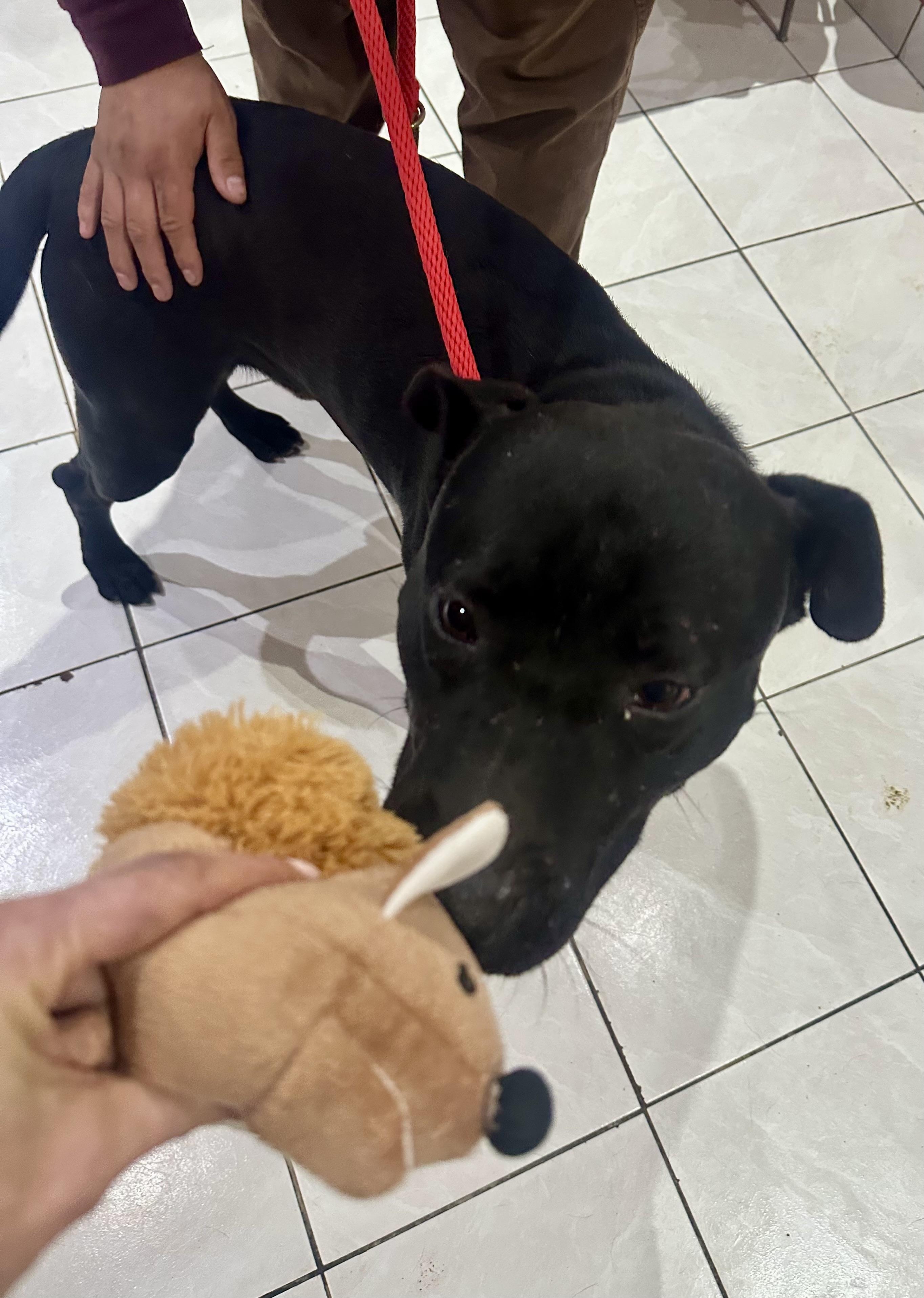 Enlarge Jax, a ADOPTABLE mixed breed in Saratoga Springs, NY image 5/6