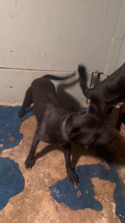 Enlarge Jax, a ADOPTABLE mixed breed in Saratoga Springs, NY video 4/6