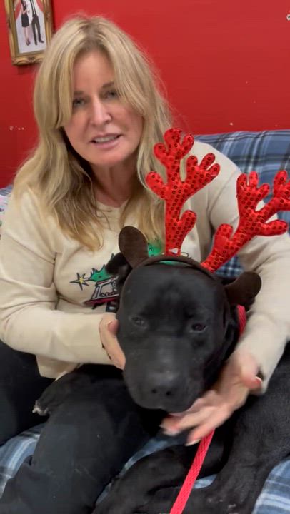 Enlarge Jax, a ADOPTABLE mixed breed in Saratoga Springs, NY video 3/6