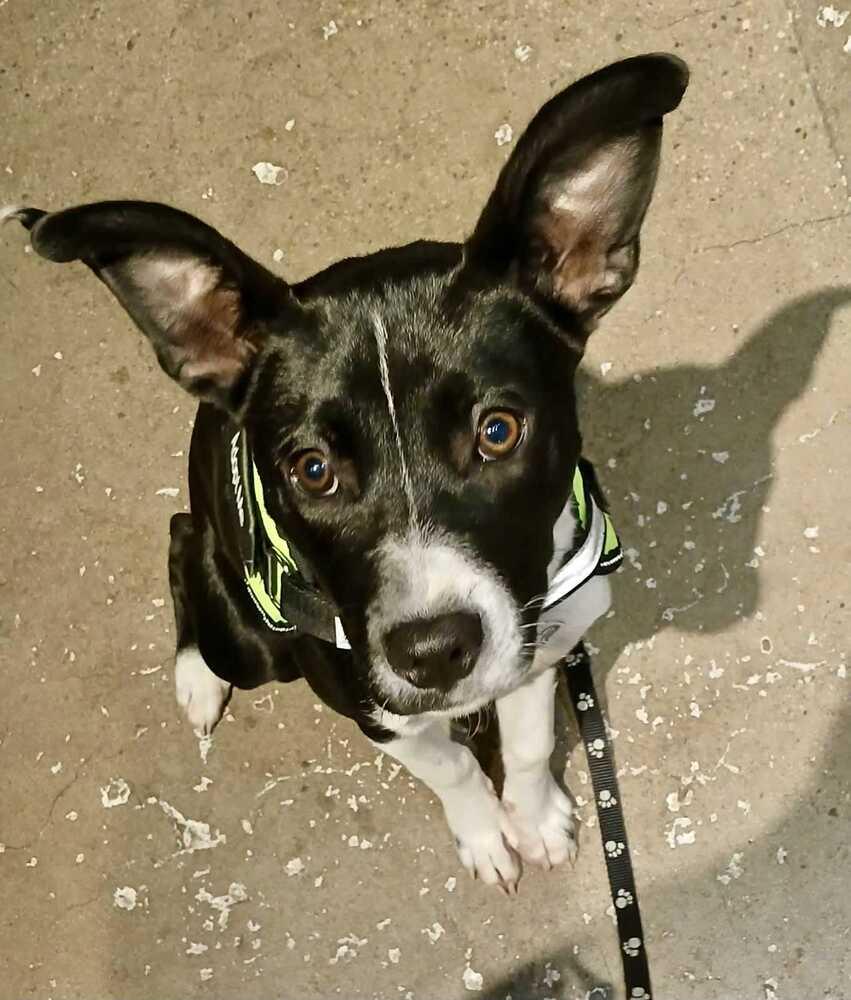 Enlarge Journey, a Adoptable mixed breed in Grand Rapids, MI image 1/4