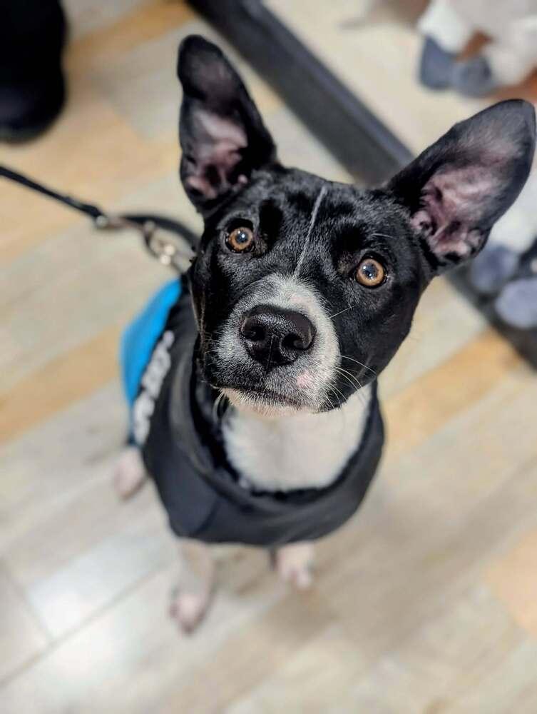 Enlarge Journey, a Adoptable mixed breed in Grand Rapids, MI image 3/4