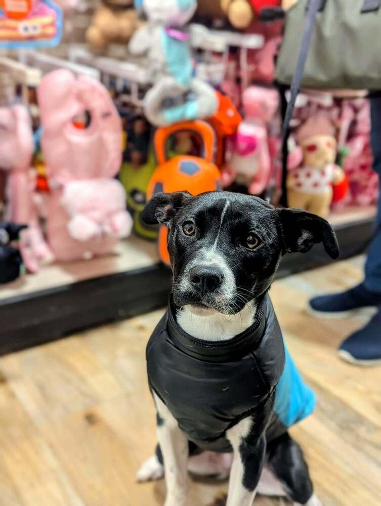 Enlarge Journey, a Adoptable mixed breed in Grand Rapids, MI image 4/4