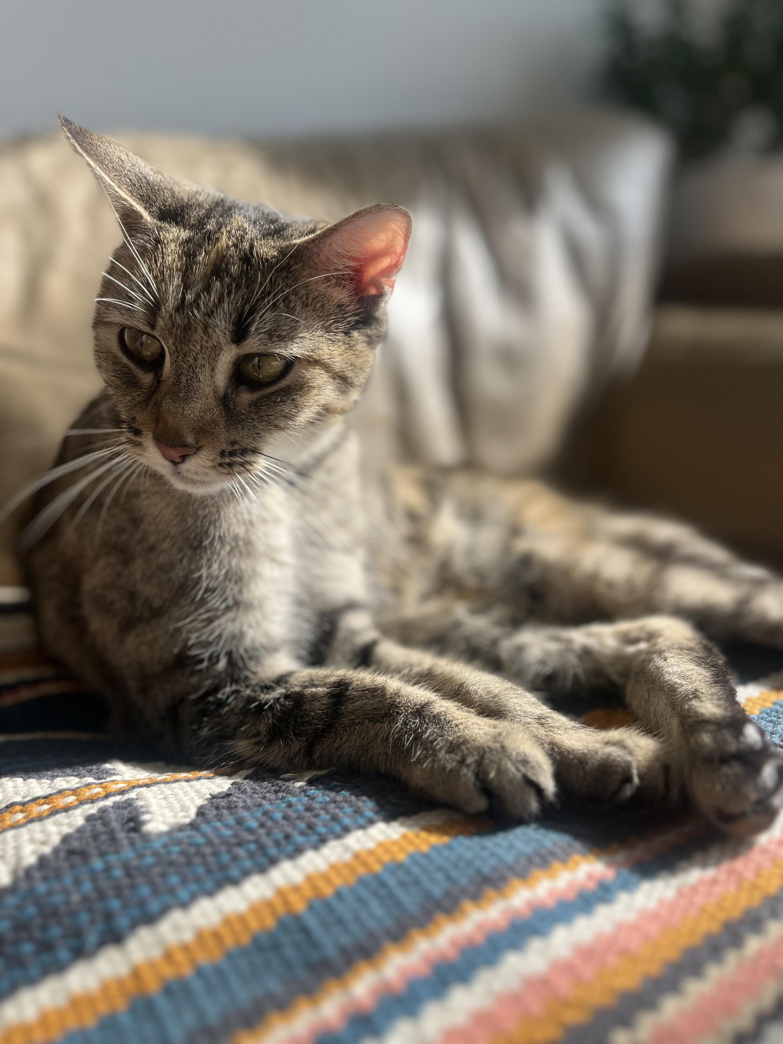 Enlarge Margarita, a Adoptable Domestic Short Hair in Ridgewood, NY image 2/4