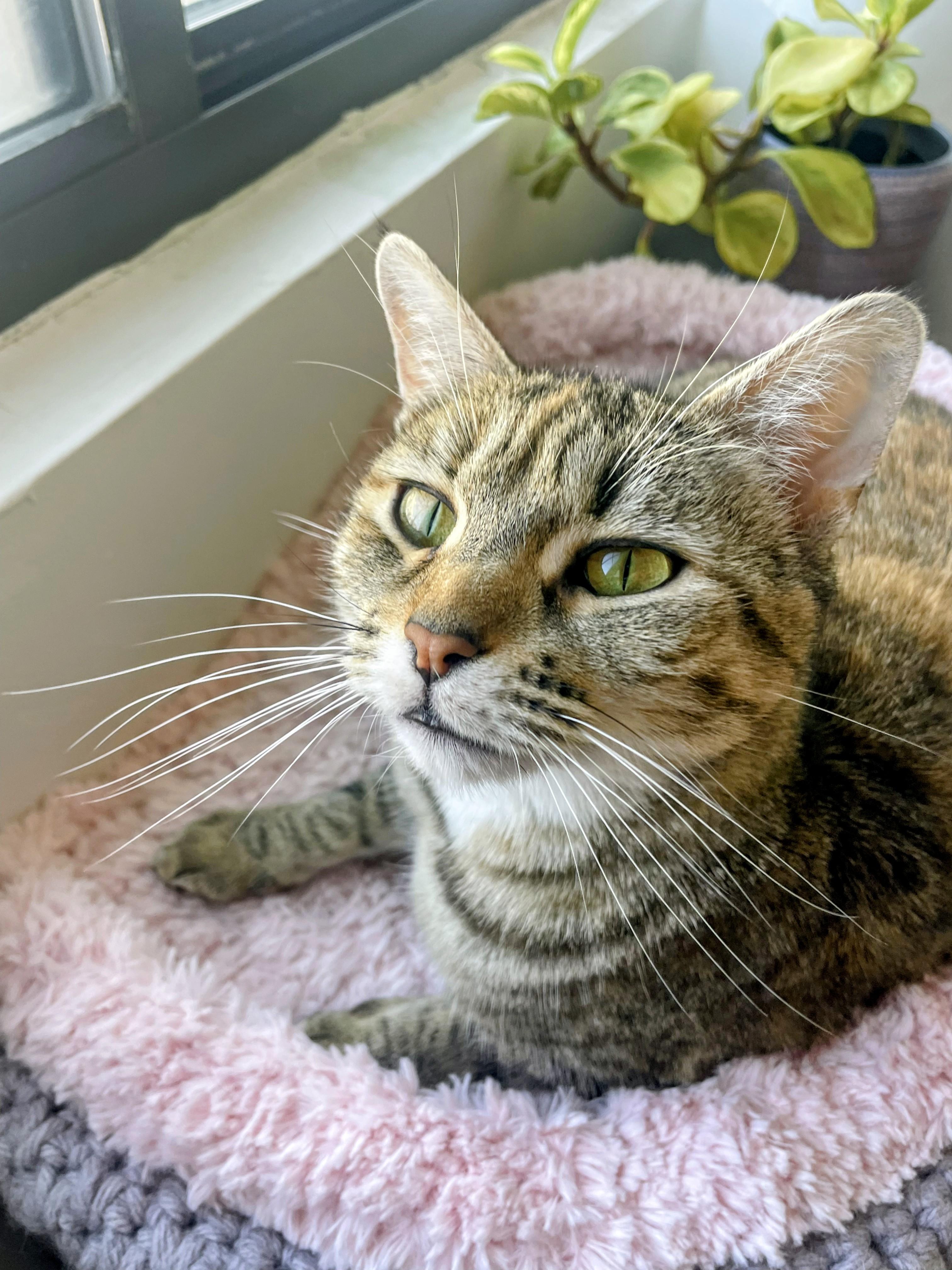 Margarita, a Adoptable Domestic Short Hair in Ridgewood, NY image 1/5