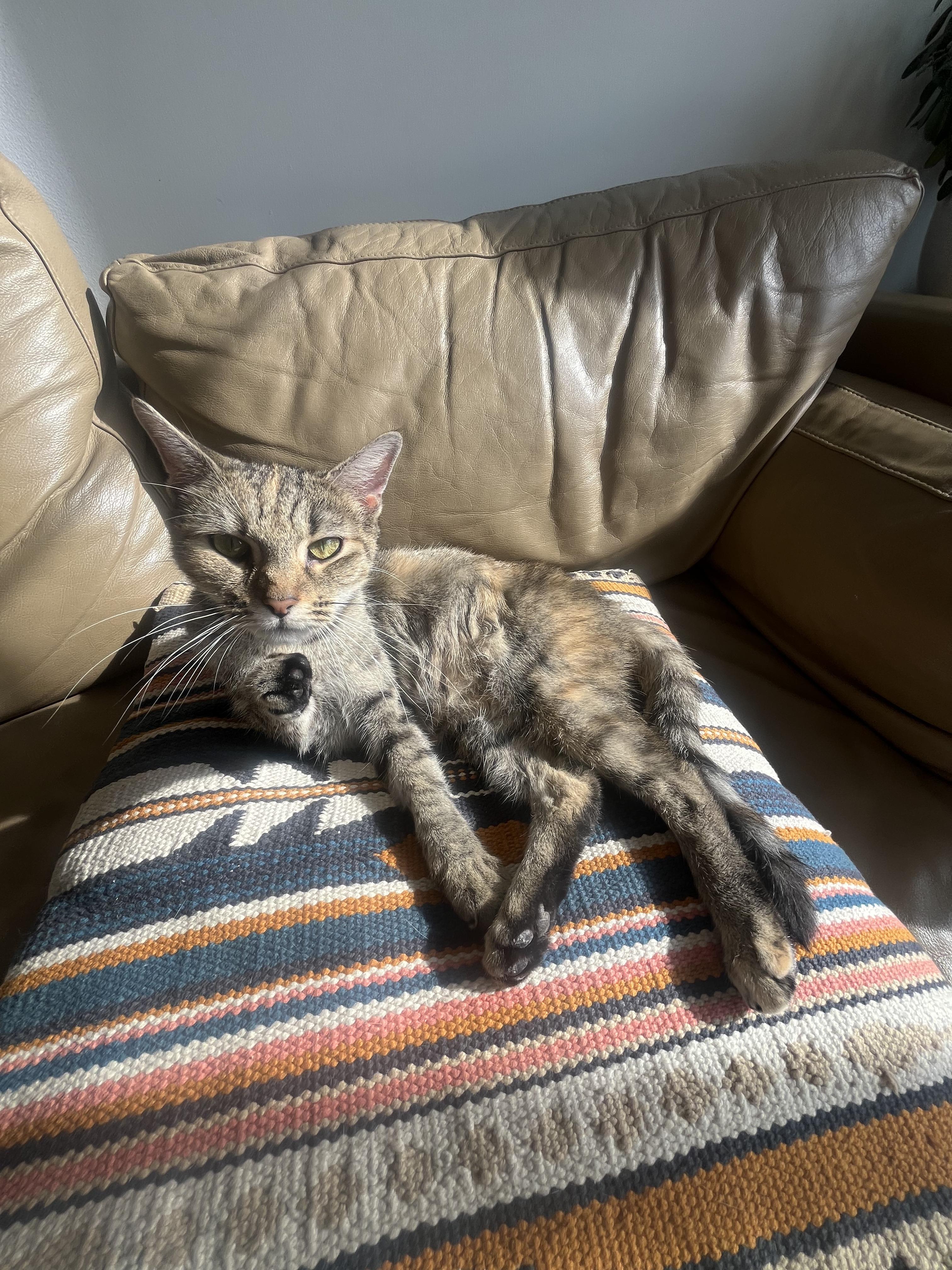 Enlarge Margarita, a Adoptable Domestic Short Hair in Ridgewood, NY image 4/4