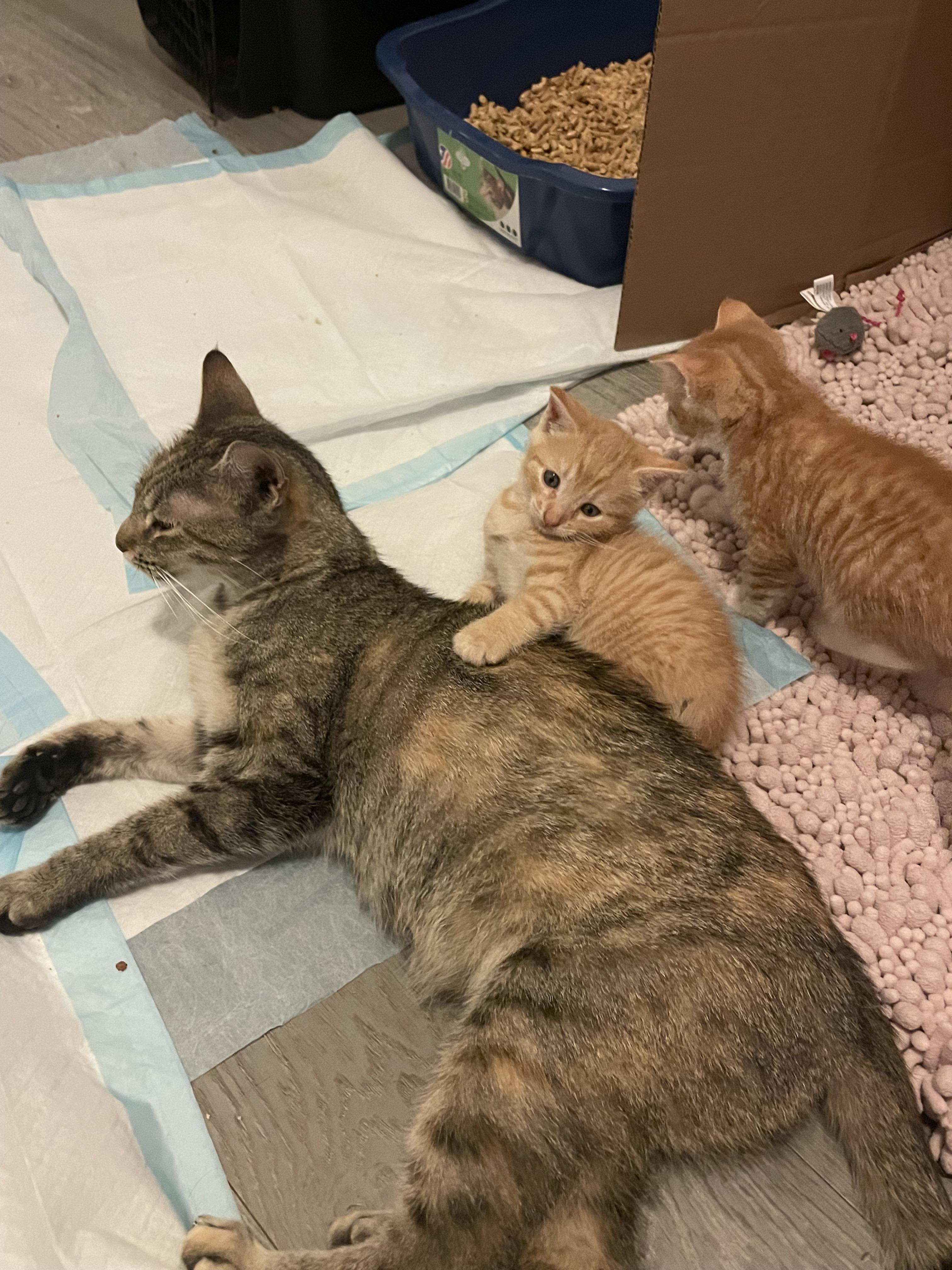 Enlarge Margarita, a Adoptable Domestic Short Hair in Ridgewood, NY image 3/4