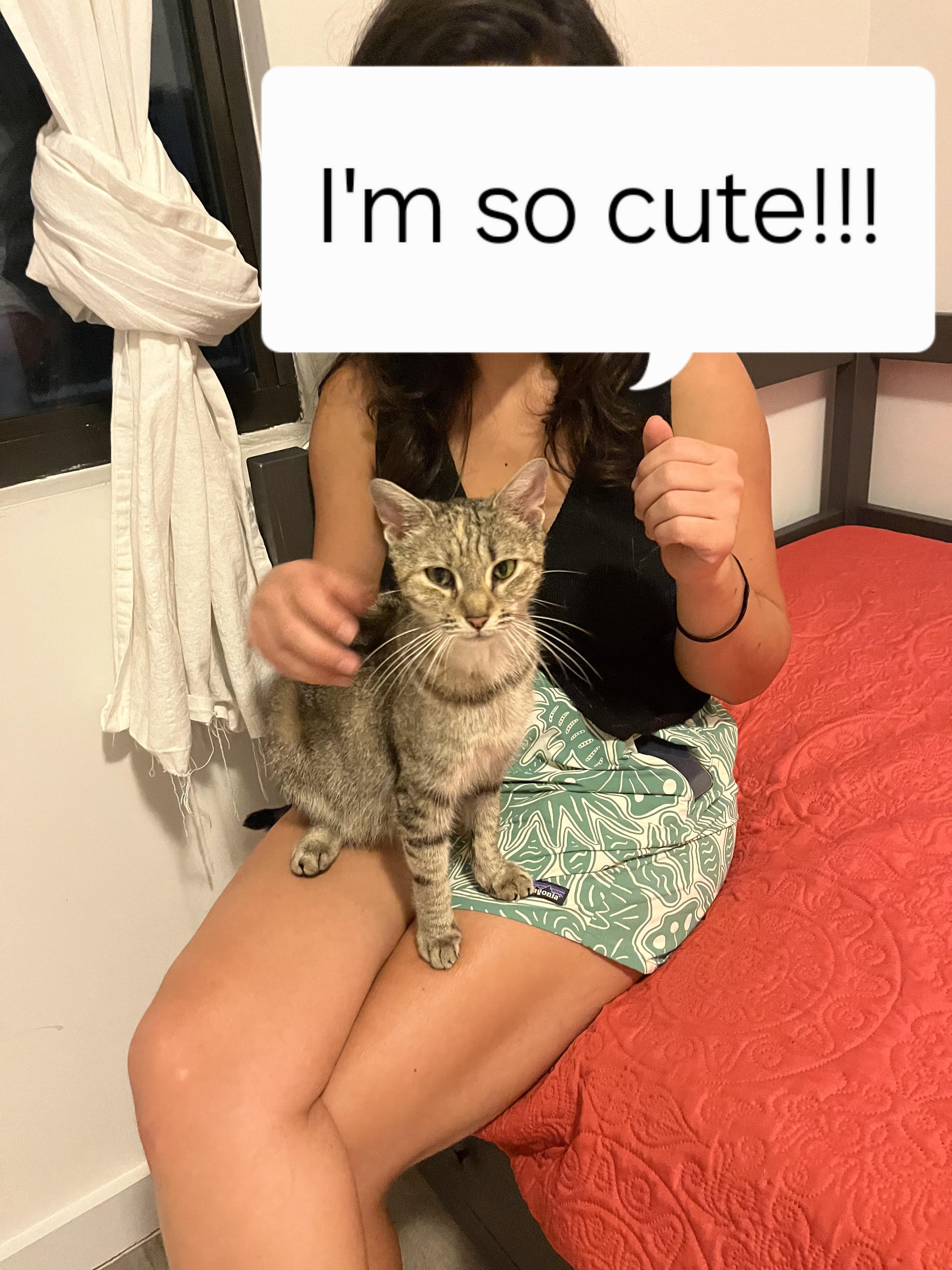 Margarita, Adoptable, Adult Female Domestic Short Hair.