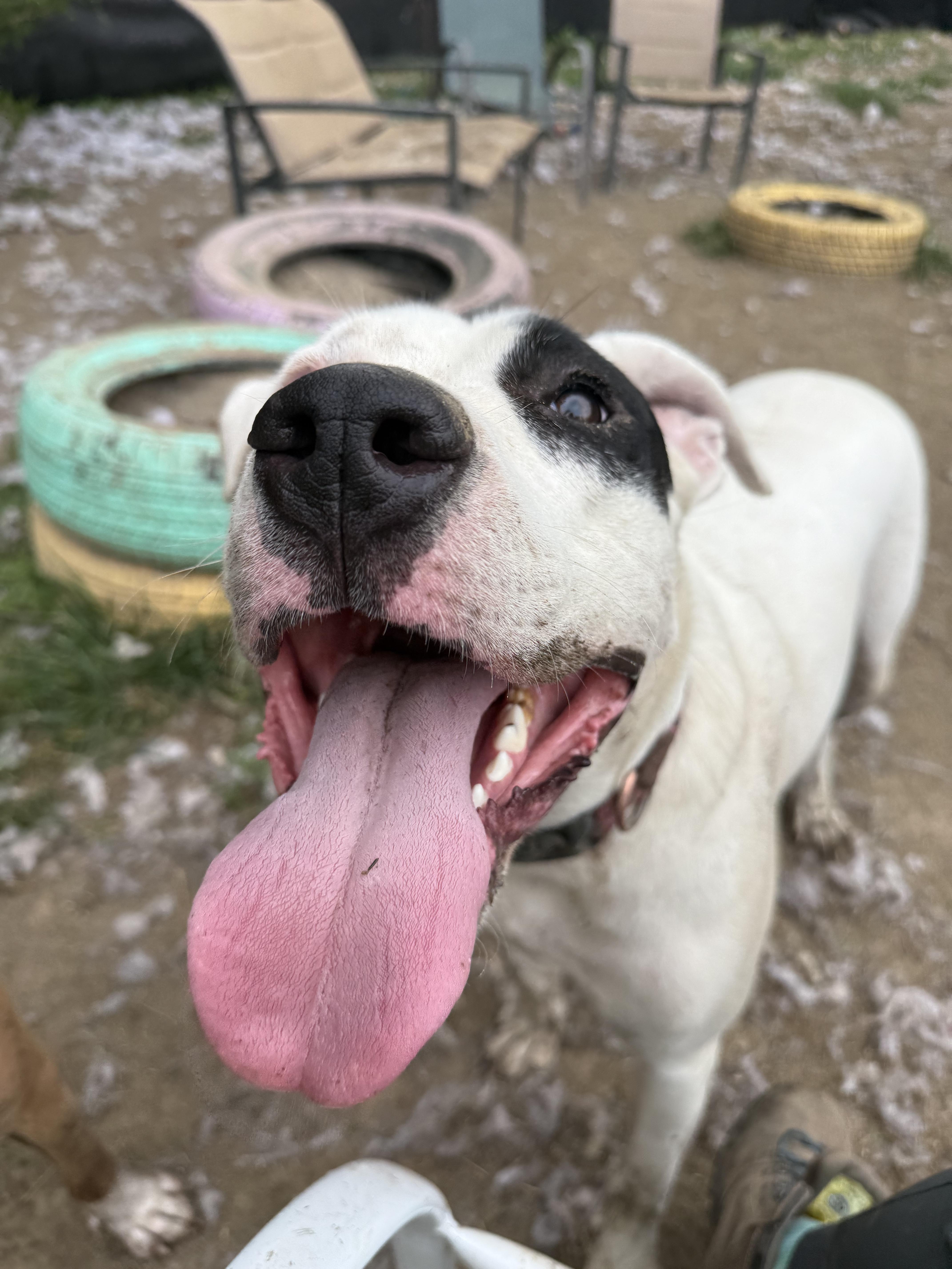 Enlarge Mabel, a Adoptable mixed breed in INDIANAPOLIS, IN image 6/6