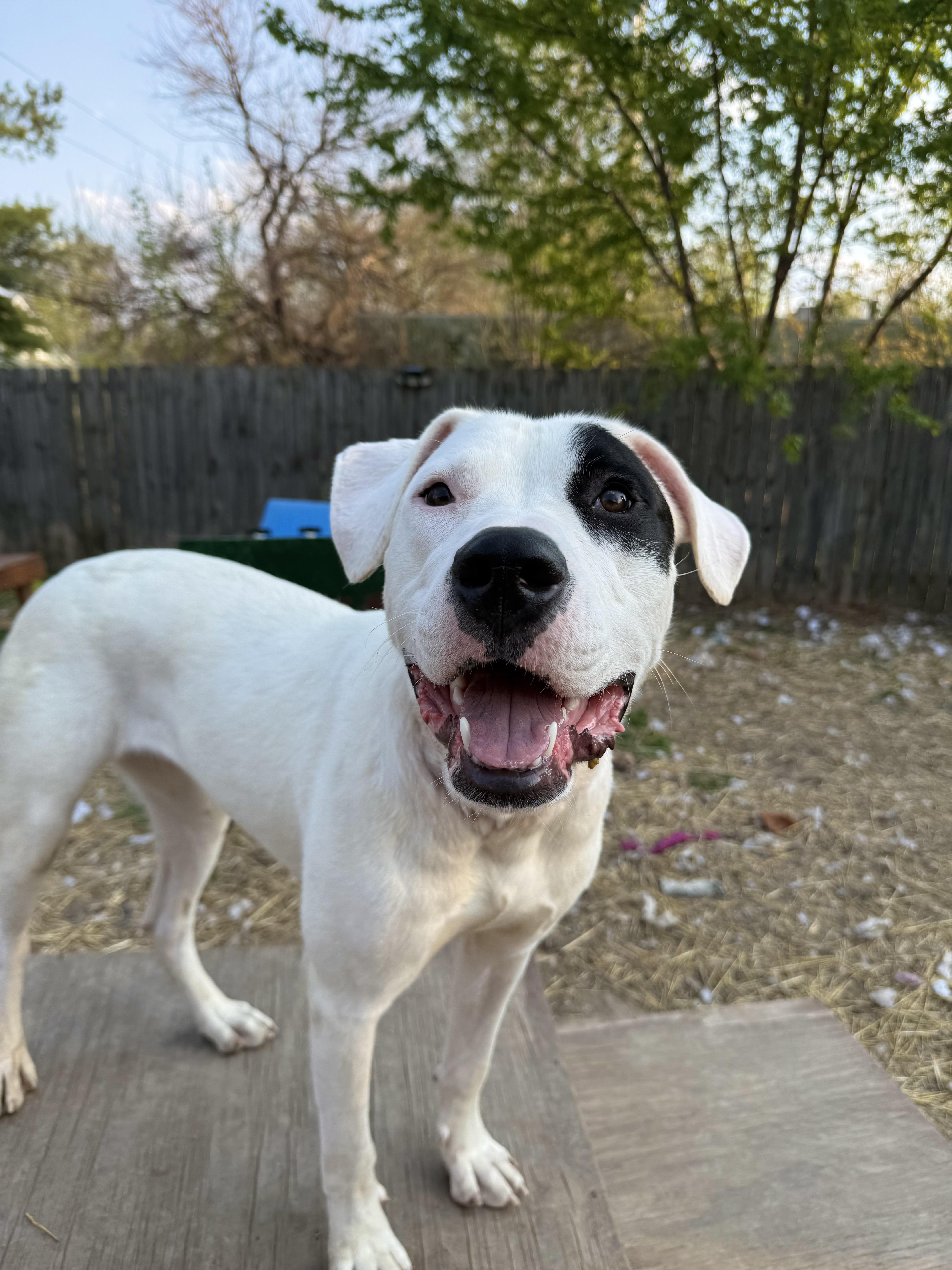 Enlarge Mabel, a Adoptable mixed breed in INDIANAPOLIS, IN image 4/6