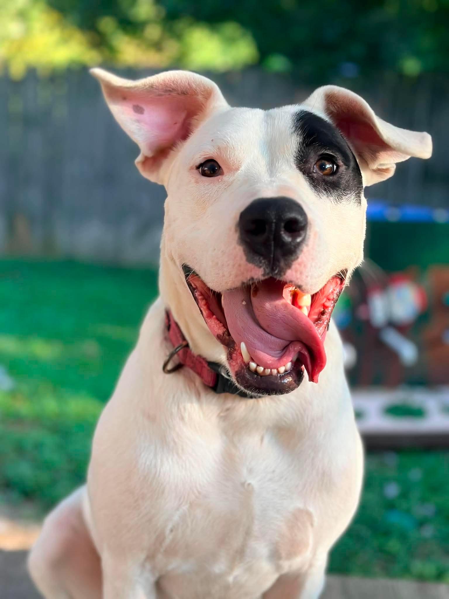 Mabel, Adoptable, Young Female Pit Bull Terrier.