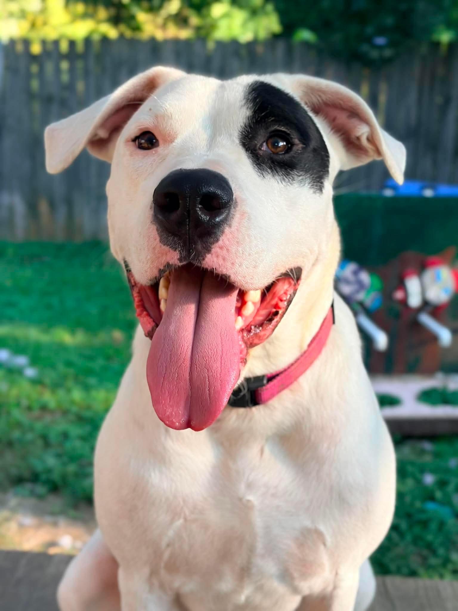 Enlarge Mabel, a Adoptable mixed breed in INDIANAPOLIS, IN image 2/6