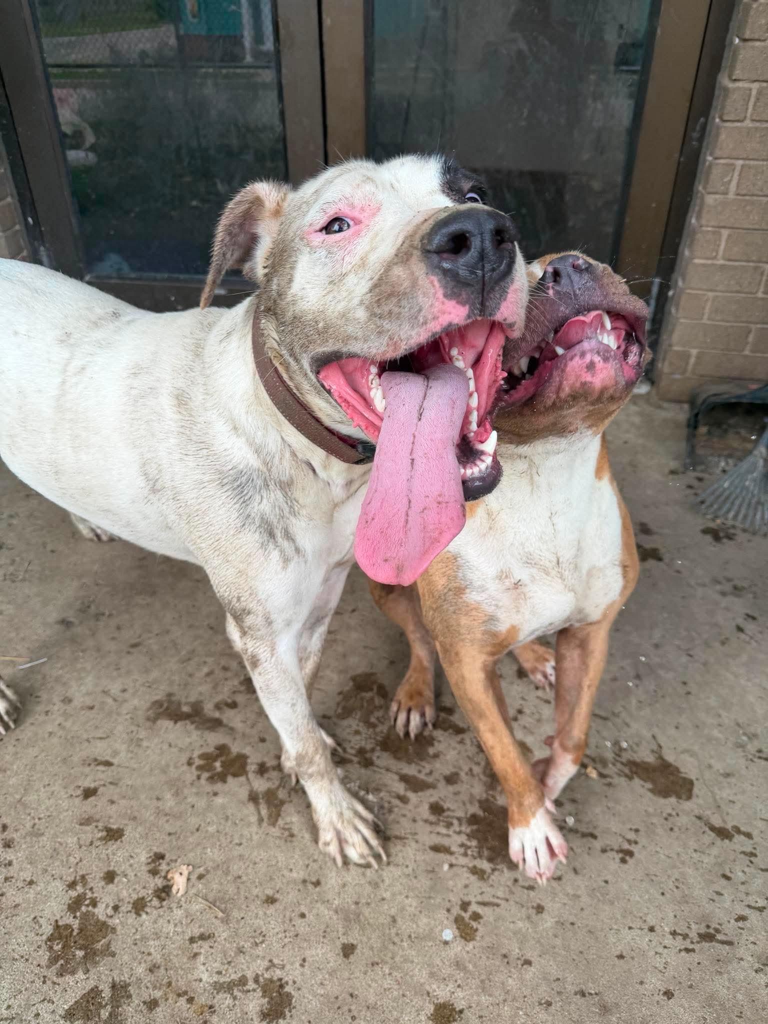 Enlarge Mabel, a Adoptable mixed breed in INDIANAPOLIS, IN image 5/6