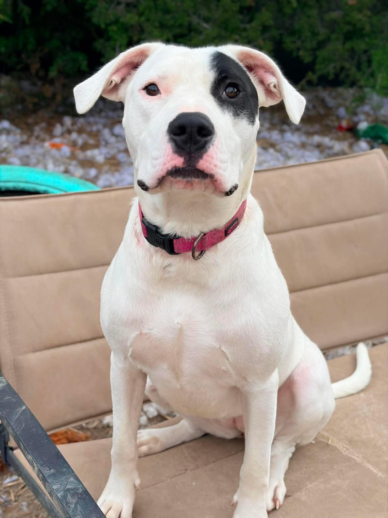 Enlarge Mabel, a Adoptable mixed breed in INDIANAPOLIS, IN image 3/6