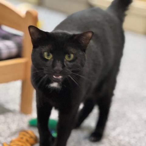 Firework — thumbnail 2