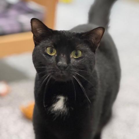 Firework — thumbnail 4