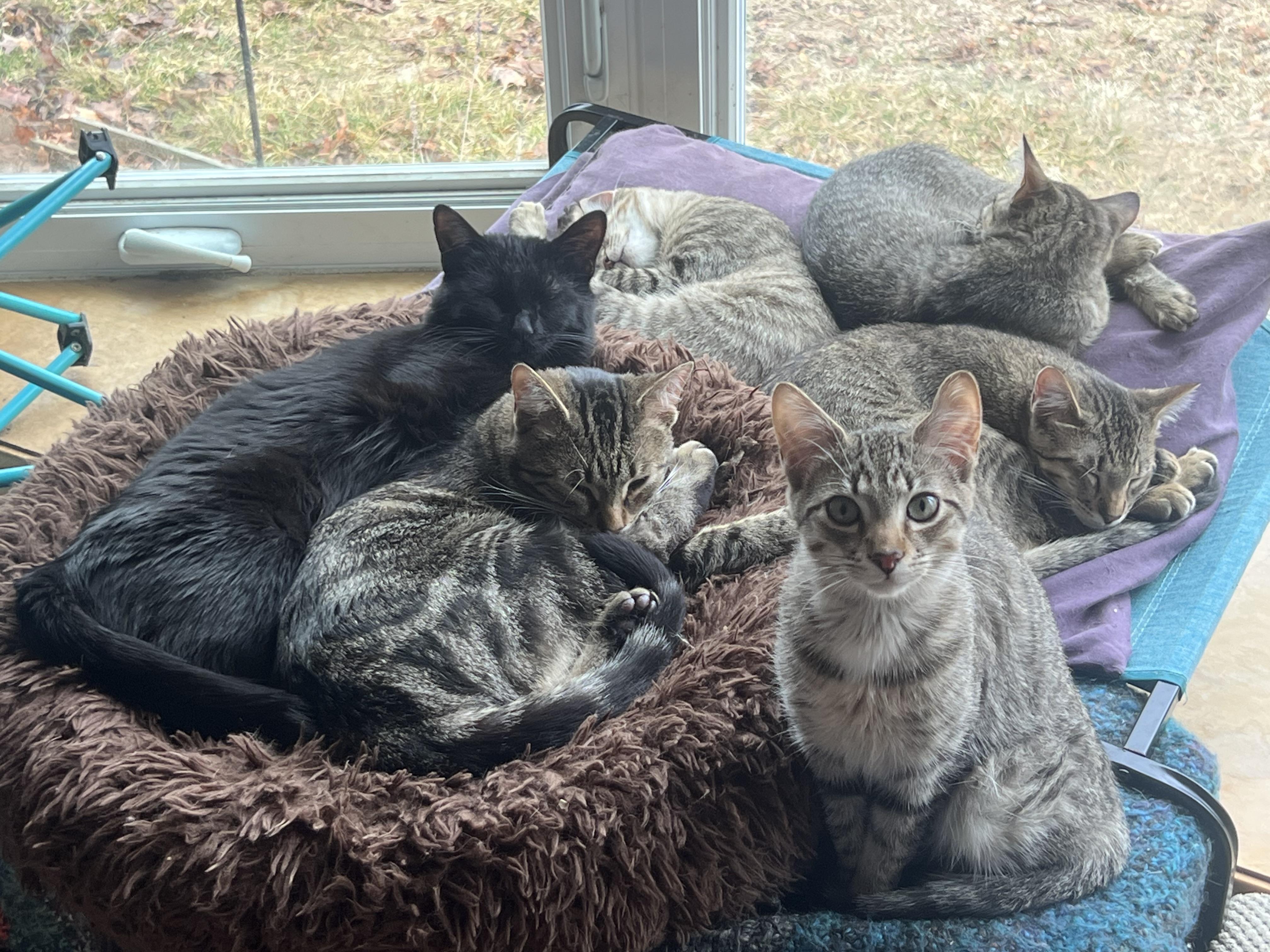 Enlarge Zoe, a ADOPTABLE Domestic Short Hair in Royal Oak, MI image 2/4