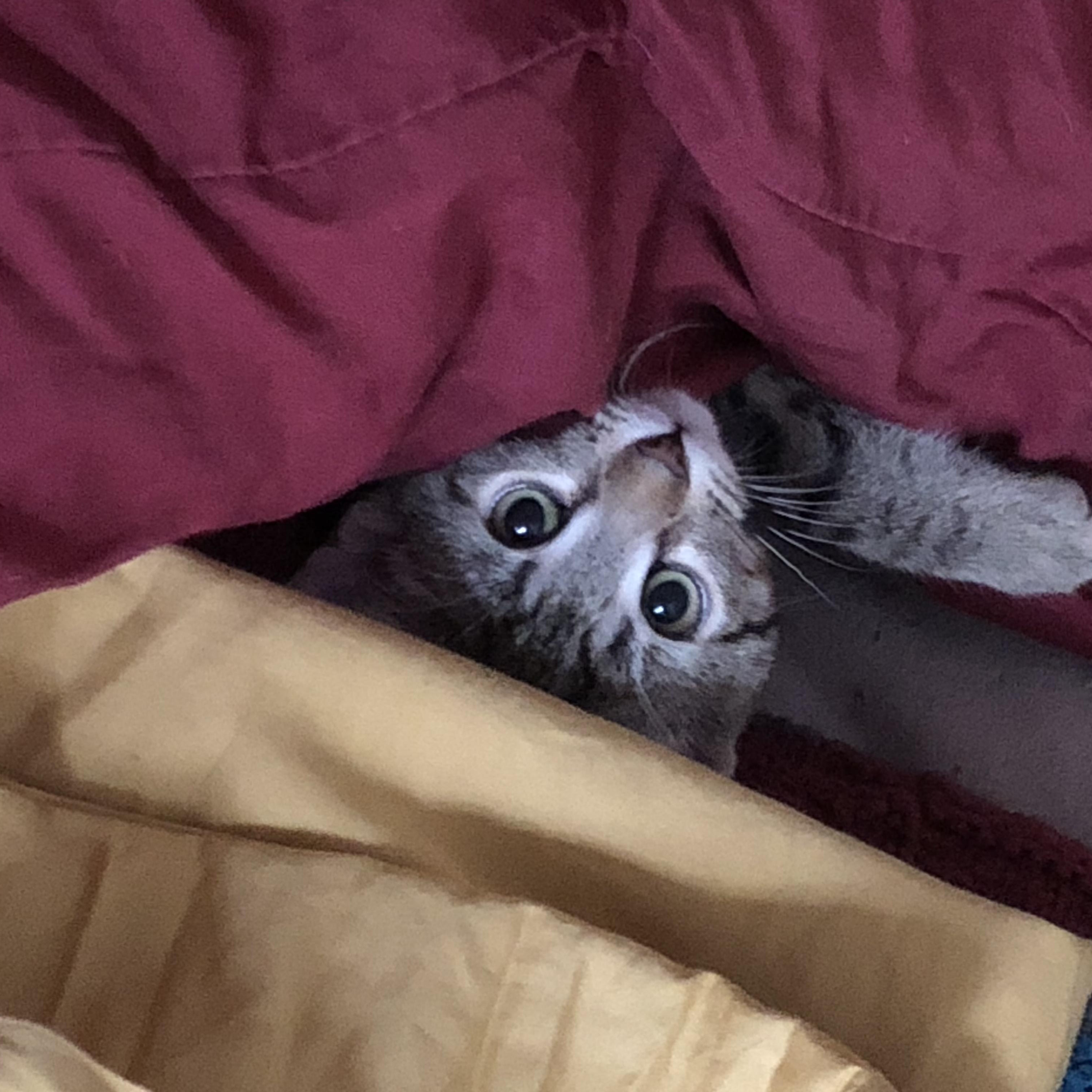 Enlarge Zoe, a ADOPTABLE Domestic Short Hair in Royal Oak, MI image 3/4