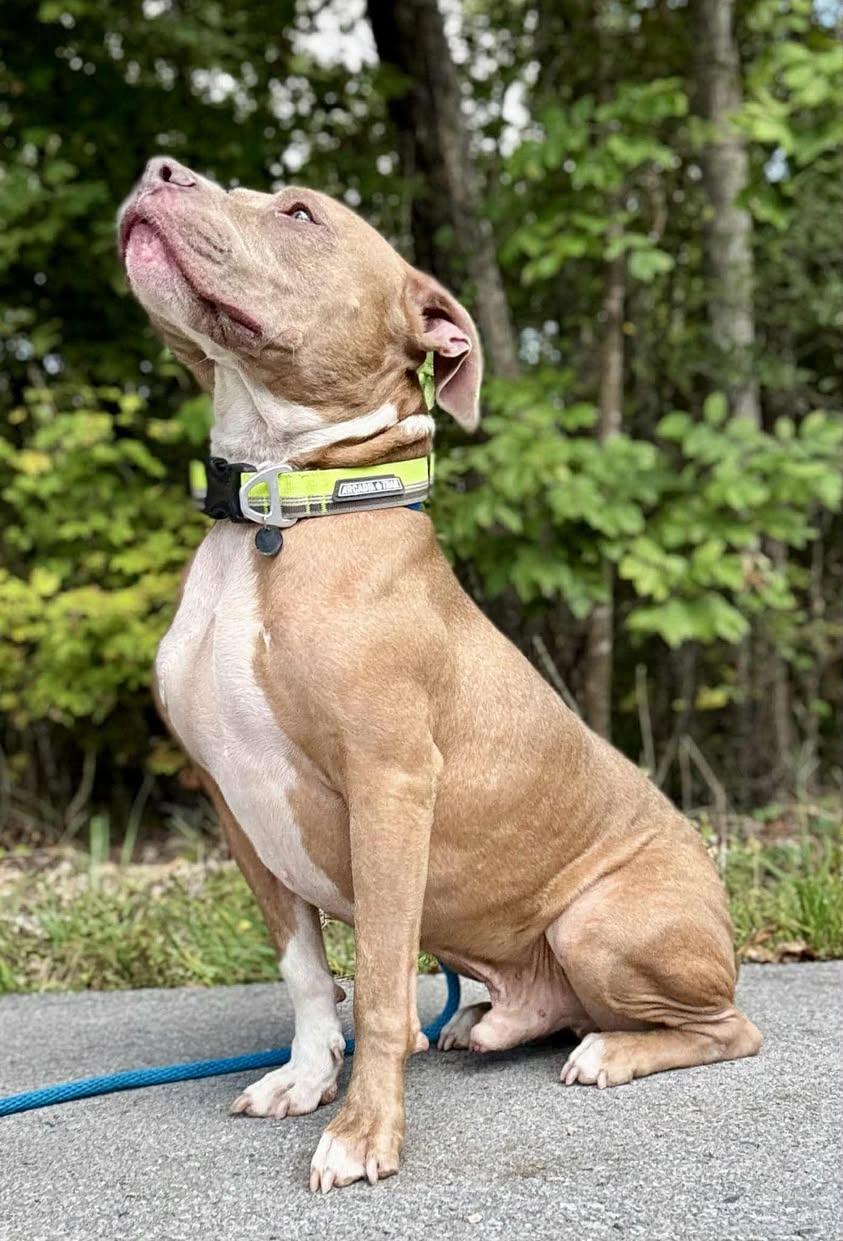 VERIK, Adoptable, Young Male Pit Bull Terrier.
