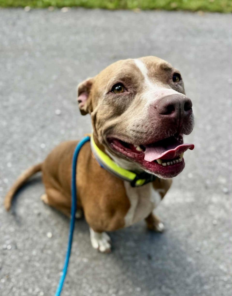 Enlarge VERIK, a Adoptable mixed breed in Waverly, TN image 2/3