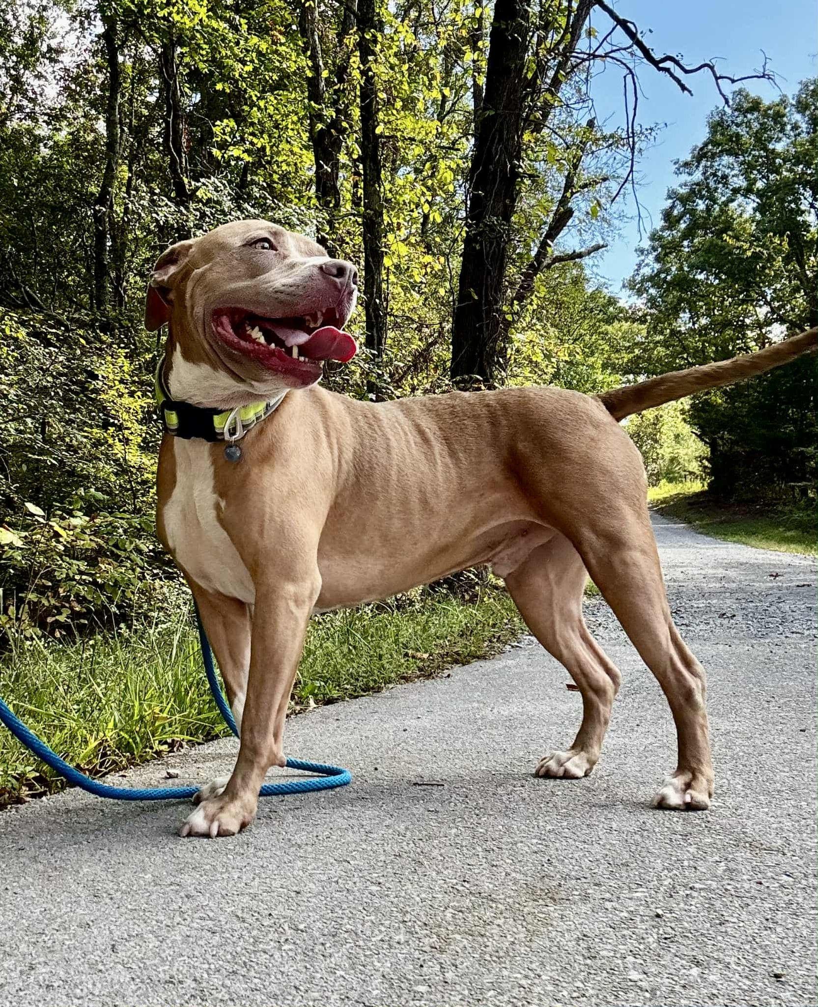Enlarge VERIK, a Adoptable mixed breed in Waverly, TN image 3/3