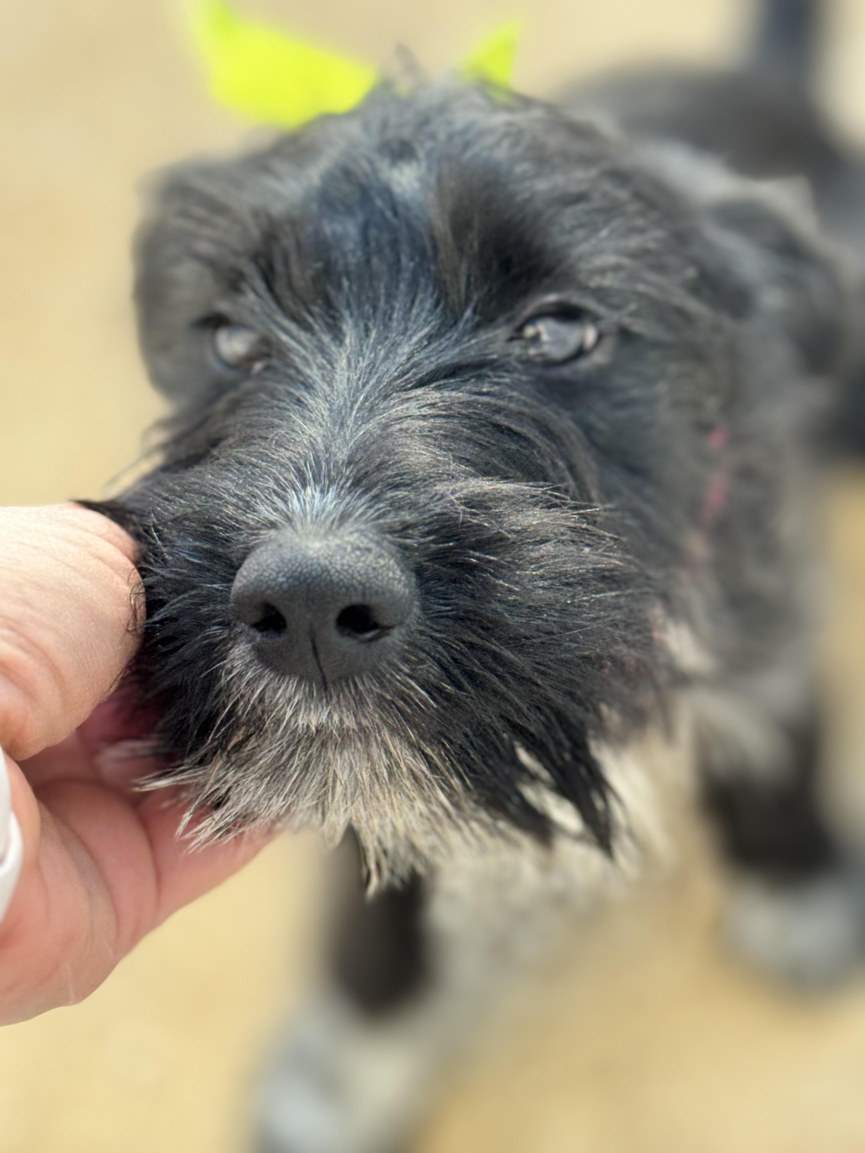 Poppy , adopted, Puppy Female Schnauzer.