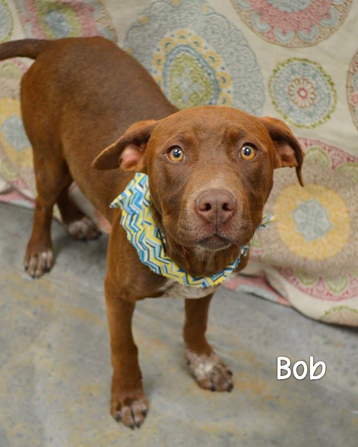 Bob, Adoptable, Puppy Male Labrador Retriever.